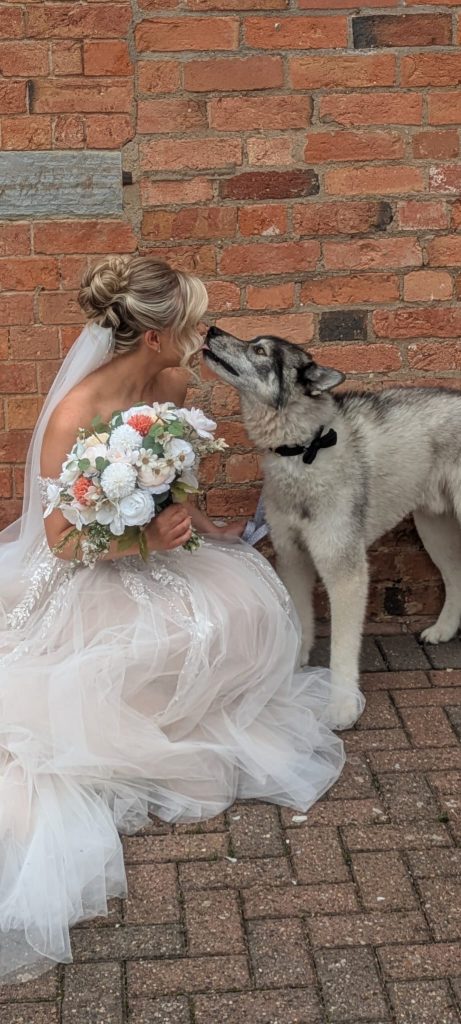 Bride kissing a wolf companion during a Waggy Wedding ceremony in Cannock, UK, 2025