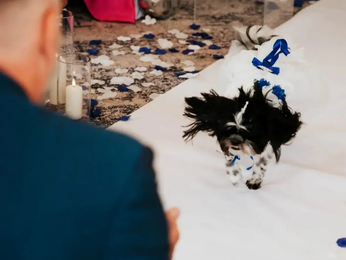 dog ring bearer running down aisle